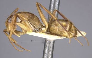 Media type: image;   Entomology 21471 Aspect: habitus lateral view